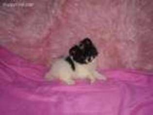 Pomeranian Puppy for sale in Berryville, AR, USA