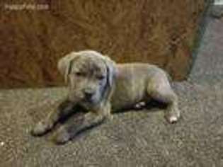 Cane Corso Puppy for sale in West Bloomfield, MI, USA