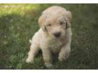 Goldendoodle Puppy for sale in Bloomingdale, MI, USA