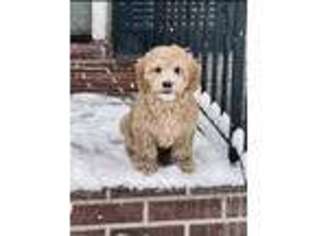 Goldendoodle Puppy for sale in Springfield, VA, USA