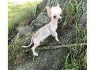 Chinese Crested Puppy for sale in JEFFERSON, OH, USA