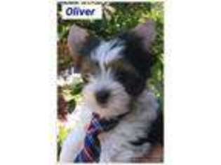 Biewer Terrier Puppy for sale in Winterville, NC, USA