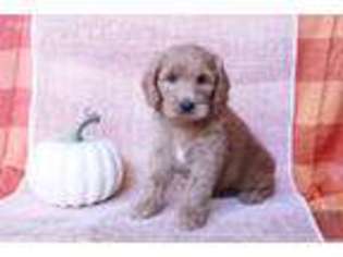 Labradoodle Puppy for sale in Oxnard, CA, USA