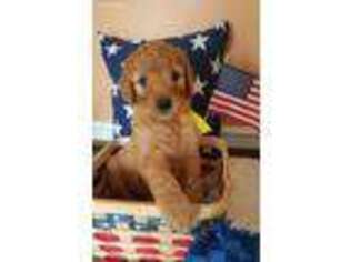 Goldendoodle Puppy for sale in Winchester, TN, USA