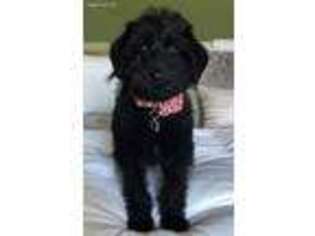 Labradoodle Puppy for sale in Oak Hill, WV, USA
