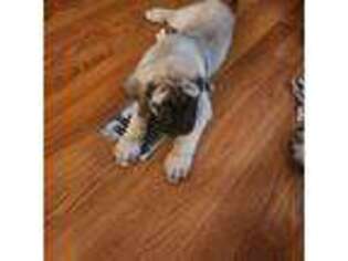Mastiff Puppy for sale in Blythe, GA, USA