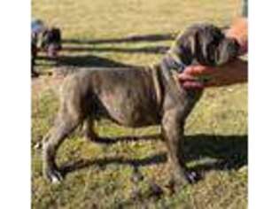 Cane Corso Puppy for sale in Blanco, TX, USA