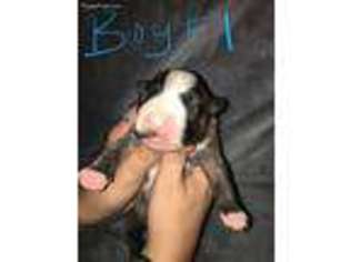 Bull Terrier Puppy for sale in Liberty Hill, TX, USA