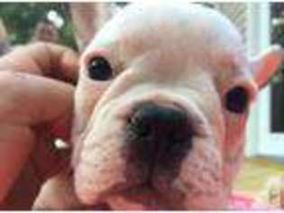 French Bulldog Puppy for sale in HAUGHTON, LA, USA