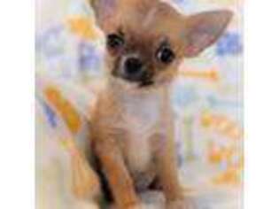 Chihuahua Puppy for sale in Saint Louis, MO, USA