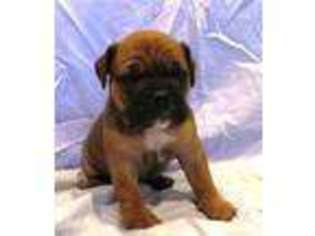 Olde English Bulldogge Puppy for sale in ROY, UT, USA