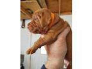 Vizsla Puppy for sale in Cantrall, IL, USA