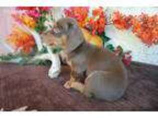 Dachshund Puppy for sale in Peoria, AZ, USA