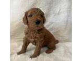 Goldendoodle Puppy for sale in Temecula, CA, USA