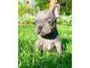 French Bulldog Puppy for sale in Millmont, PA, USA