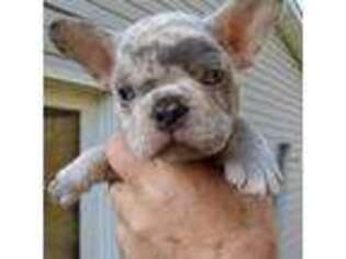 French Bulldog Puppy for sale in Binghamton, NY, USA