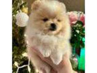 Pomeranian Puppy for sale in Boca Raton, FL, USA