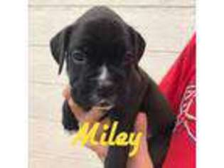 Boxer Puppy for sale in Dallas, TX, USA
