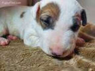 Bull Terrier Puppy for sale in Boise, ID, USA