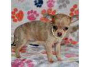 Chihuahua Puppy for sale in Mission, TX, USA