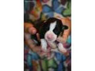 Pembroke Welsh Corgi Puppy for sale in Fair Grove, MO, USA