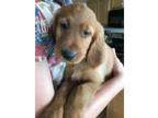 Mutt Puppy for sale in Waterford, ME, USA