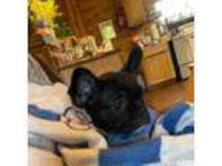 French Bulldog Puppy for sale in Grand Saline, TX, USA