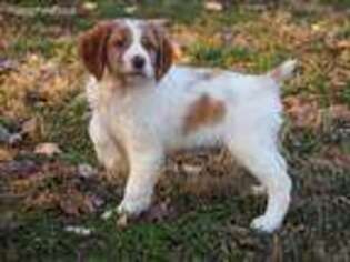 Brittany Puppy for sale in Floyds Knobs, IN, USA