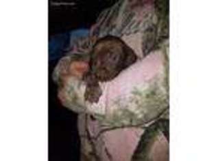German Shorthaired Pointer Puppy for sale in Randolph, NJ, USA