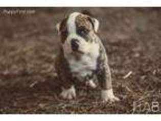 American Bulldog Puppy for sale in Conway, AR, USA