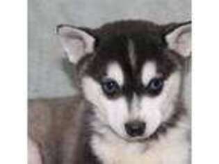 Alaskan Klee Kai Puppy for sale in Albany, IN, USA