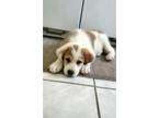 Great Pyrenees Puppy for sale in Richmond, VA, USA