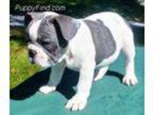 French Bulldog Puppy for sale in Clarence, MO, USA