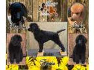 Mutt Puppy for sale in Roan Mountain, TN, USA