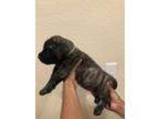 Mastiff Puppy for sale in Tampa, FL, USA