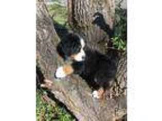 Bernese Mountain Dog Puppy for sale in Middlesboro, KY, USA