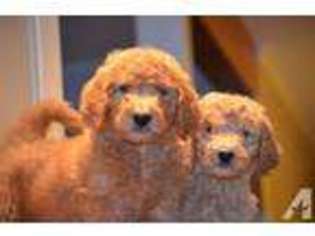 Goldendoodle Puppy for sale in GREENVILLE, SC, USA