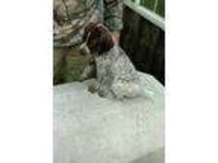 German Wirehaired Pointer Puppy for sale in Gladwin, MI, USA