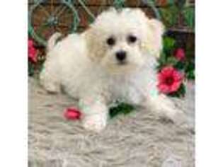 Bichon Frise Puppy for sale in Shipshewana, IN, USA