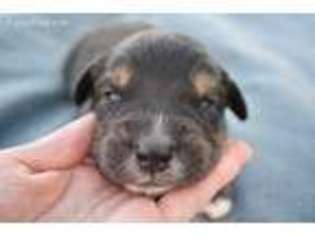 Miniature Australian Shepherd Puppy for sale in Frederick, CO, USA