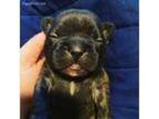 French Bulldog Puppy for sale in North Andover, MA, USA