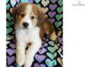 Bernese Mountain Dog Puppy for sale in North Platte, NE, USA