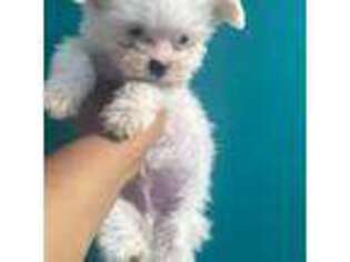 Coton de Tulear Puppy for sale in Park Forest, IL, USA