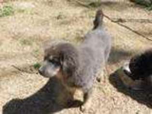 Tibetan Mastiff Puppy for sale in Mansfield, OH, USA