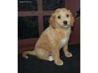 Golden Retriever Puppy for sale in Jasper, IN, USA