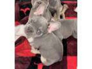French Bulldog Puppy for sale in Salinas, CA, USA