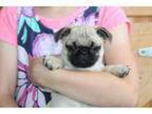 Pug Puppy for sale in Malone, NY, USA