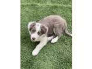 Border Collie Puppy for sale in Oakdale, CA, USA