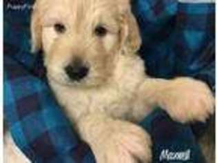 Goldendoodle Puppy for sale in Petal, MS, USA