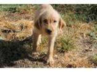 Labradoodle Puppy for sale in Thomasville, NC, USA